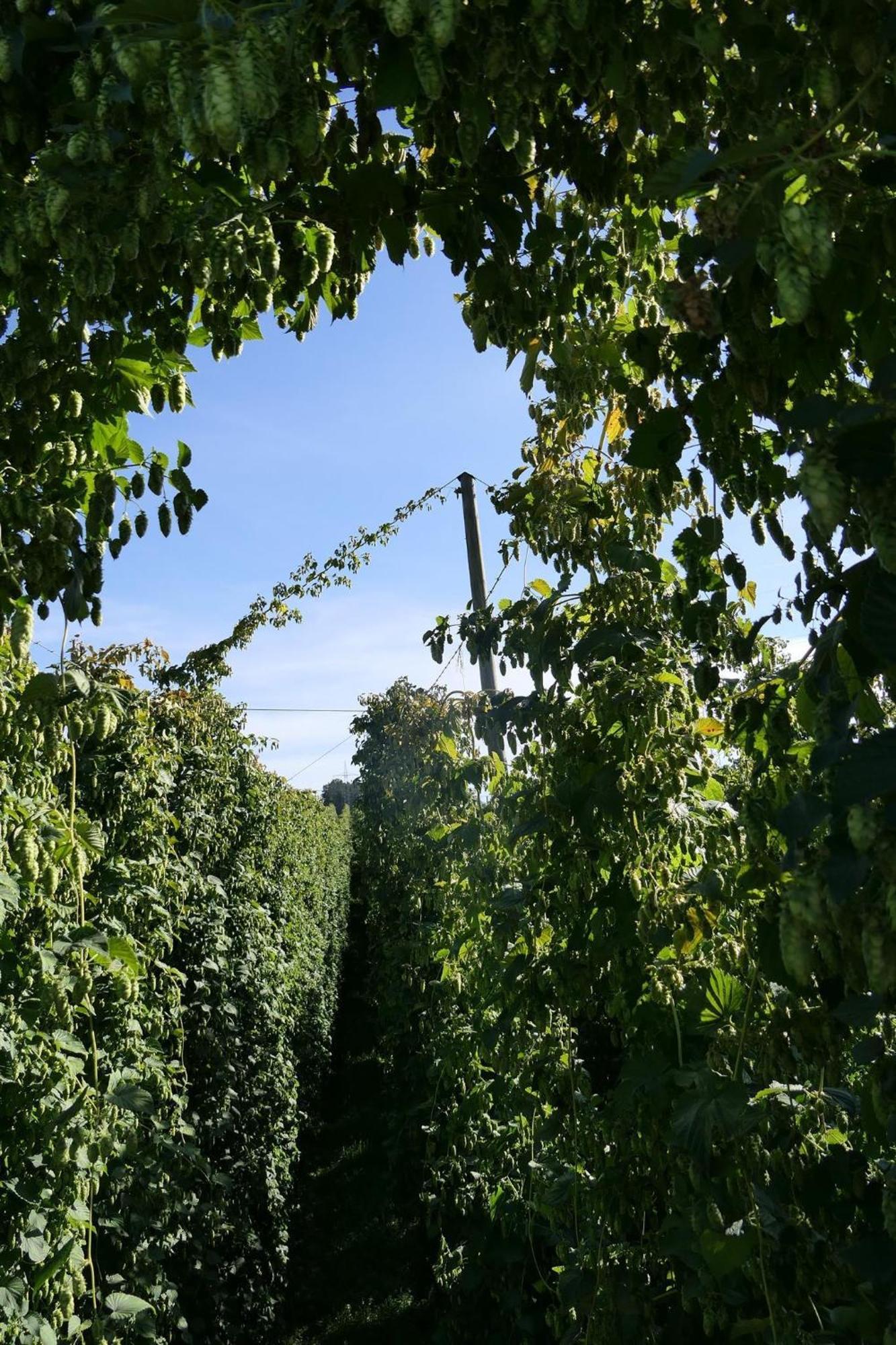Ferienhof Hopfgaertle Mueller Bodnegg Buitenkant foto